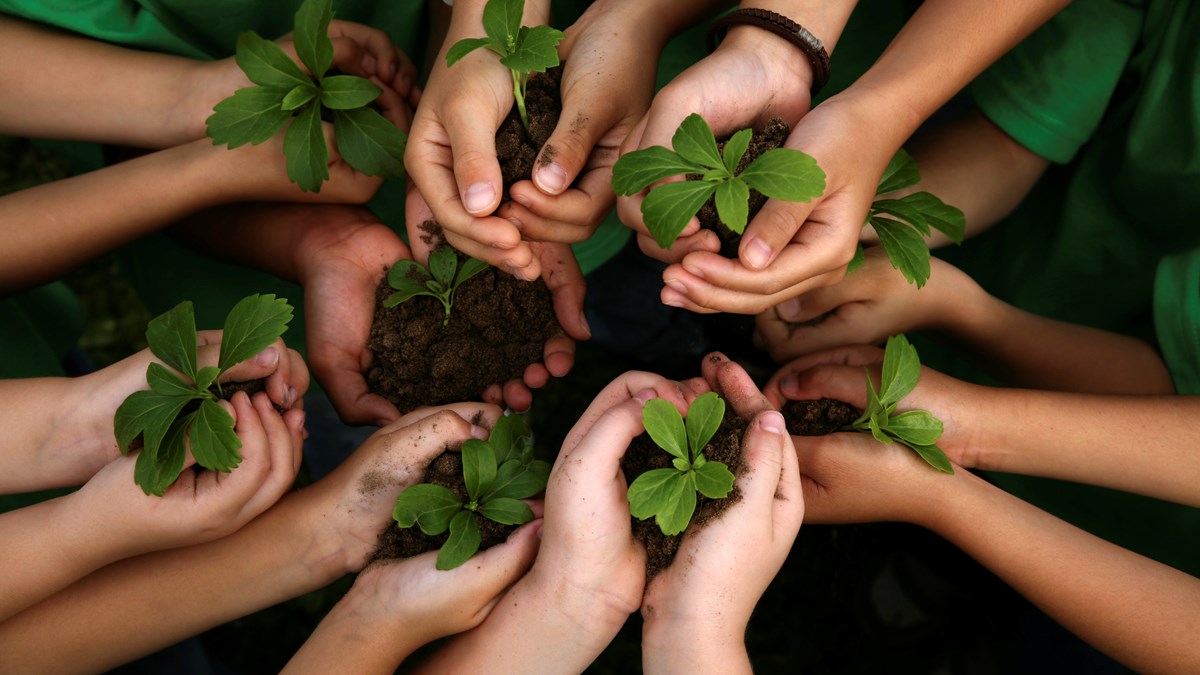 Enviroschools Children's hands holding seedlings